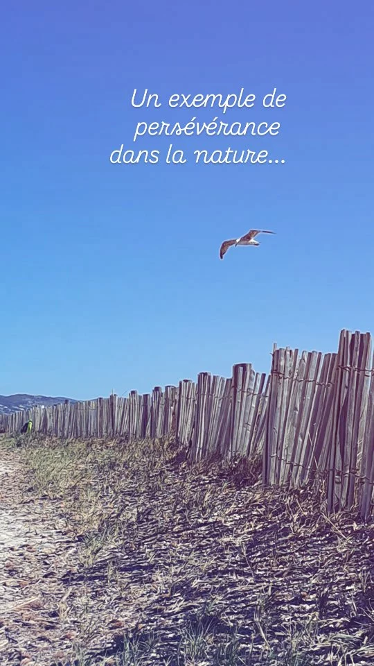 Beaucoup de sensations depuis quelques jours avec le vent l'eau la lumière la plage et l'observation de l'environnement... 

Dans cette vidéo , j'avais envie de partager cet exemple plutôt commun qu'on observe tout le temps ici qui est pour moi un exemple parfait de persévérance... 

sur la vidéo on voit un Gabian, un jeune goéland, qui tente de décoller et donc de trouver la bonne hauteur pour pouvoir prendre le bon courant de vent qui souffle fort ce matin...

En fait au départ c'était quelque chose que j’avais envie de partager plutôt comme un as du air planning,  et c'est toujours drôle de voir un oiseau qui fait du surplace ... mais je n'étais pas sûre de pouvoir filmer en direct et donc j'étais partie sur la thématique de la liberté...

et puis ce jeune goéland s'est présenté pendant  la vidéo alors  j'en ai profité pour immortaliser sa tentative d'envol... et je trouve que c'est une allégorie magnifique à observer et à intégrer pour nous-même sur la thématique de la persévérance, des débuts d'action, des débuts de projet, de la mise en mouvement que peuvent demander la réalisation d'une nouvelle idée ou d’une nouvelle envie... 

et de prendre exemple sur la nature pour comprendre que les choses ne sont pas nécessairement faciles, qu'elles demandent du temps et de nombreux essais infructueux avant de pouvoir prendre le bon courant  pour atteindre  son objectif, ici la mer (en l’occurrence le garde manger pour le goéland😆🐟)

Alors tenez bon ! N’abandonnez pas! On ne réussit pas du premier coup,  on peut tomber  mais on se relève  et avec foi et persévérance .. on y arrive !

Cherchons le bon angle! Le bon courant pour nous porter.... écoutons le vent... 

( désolée pour le son très mauvais... un jour j’investirai dans un micro moumoute anti vent.... en attendant y a les sous titres.. ^^ 😀) 

#tymamandine #goeland #gabian #envol #oser #perseverance #recommencer #tomberetserelever #avoirducourage #prendresonenvol #nouveaudepart