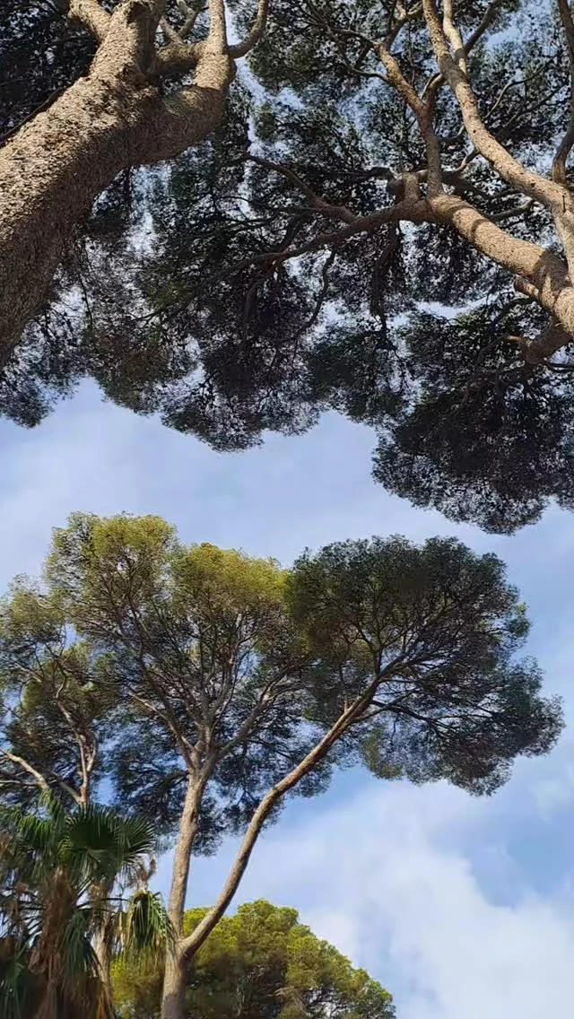 A la verticale 

Regarder au dessus de soi

Par en dessous

Ces sommets

Branches tournées vers le ciel et la lumière

Têtes pensantes  de ces êtres végétaux 

Sensation vertigineuse de la hauteur

Concert assourdissant  des cigales  qui les habitent 

Ne plus savoir haut bas gauche droite

Décibels, sifflement, ultrasons...

Comme le concert assourdissant des pensées dans notre tête 

Vertige...

Les cartes sont rebattues

Amandine 🌱🧘🏼‍♀️

#tymamandine #cigales #pinsmaritimes #beautédesarbres #vertige #hyeres #lacaptehyeres #souslesarbres